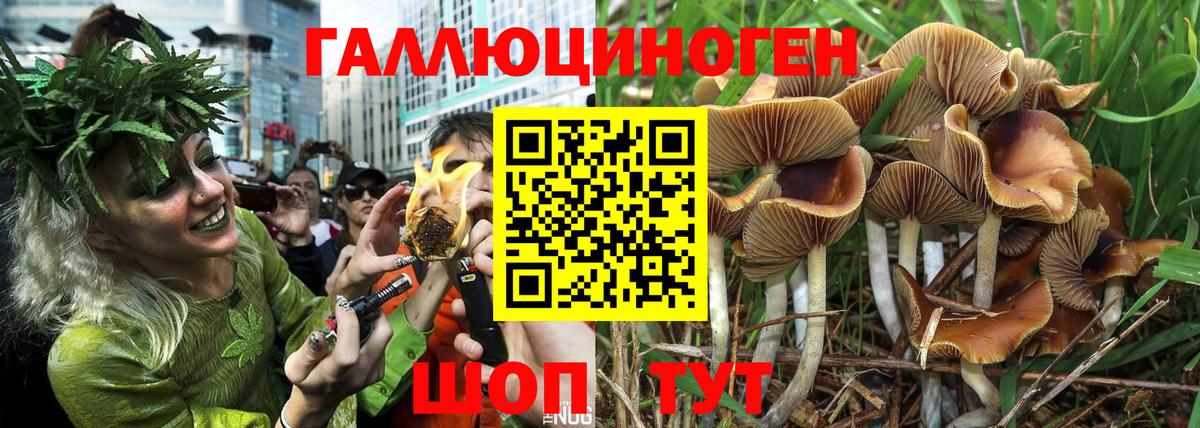 Галлюциногенные грибы прущие грибы Великий Новгород