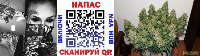 Марихуана ГИДРОПОН  Великий Новгород 